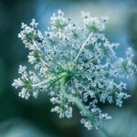flowers, white flowers, beautiful flowers, flower background, plant, nature, flower wallpaper, close up, flora