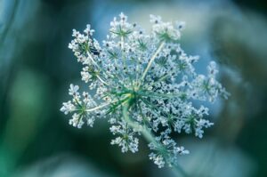 flowers, white flowers, beautiful flowers, flower background, plant, nature, flower wallpaper, close up, flora