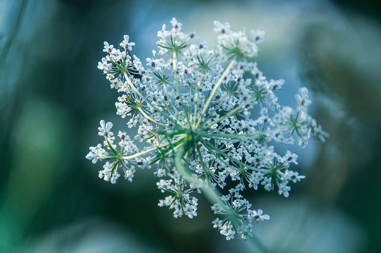 flowers, white flowers, beautiful flowers, flower background, plant, nature, flower wallpaper, close up, flora