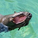 sea lion, yawn, nature, water, mouth, animal