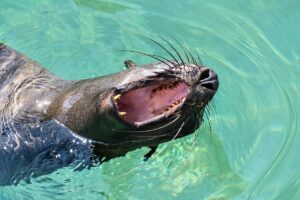 sea lion, yawn, nature, water, mouth, animal