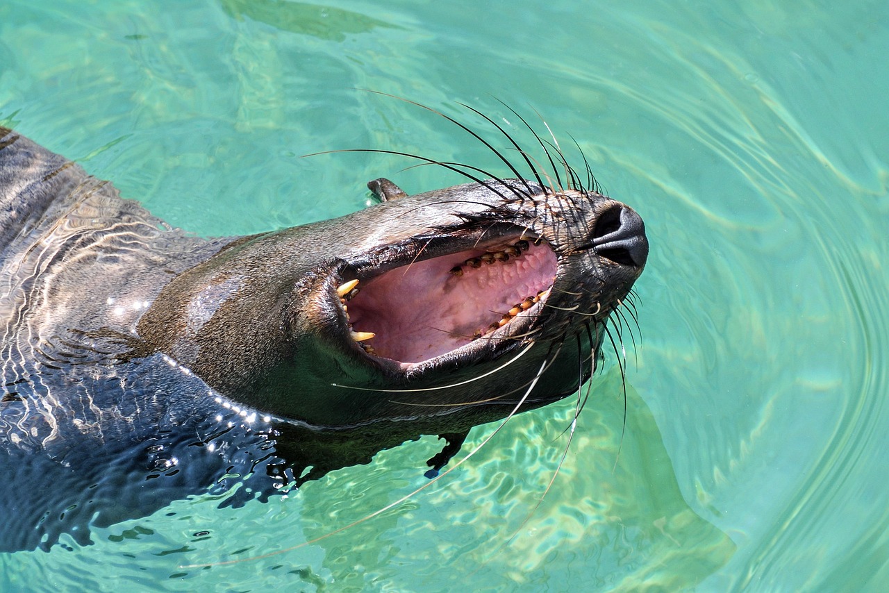 sea lion, yawn, nature, water, mouth, animal
