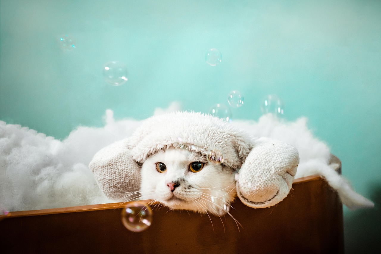 cat, pet, feline, nature, animal, spa, meditation