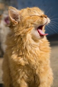 Adorable ginger kitten captured mid-yawn in a sunny setting, showcasing its fluffy fur.