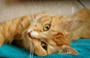 A close-up image of a relaxed ginger cat lying comfortably on a teal blanket, showcasing its striking green eyes.