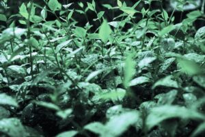 drops, leaf, rain, nature, water, green, plant, fresh, natural, spring, environment, wet, life, color, macro, season, growth, garden, organic