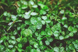 Vivid close-up of lush green clover leaves with delicate water droplets after rain.
