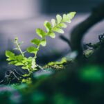 Macro photograph of a young green fern leaf emerging from soil, showcasing nature's growth.