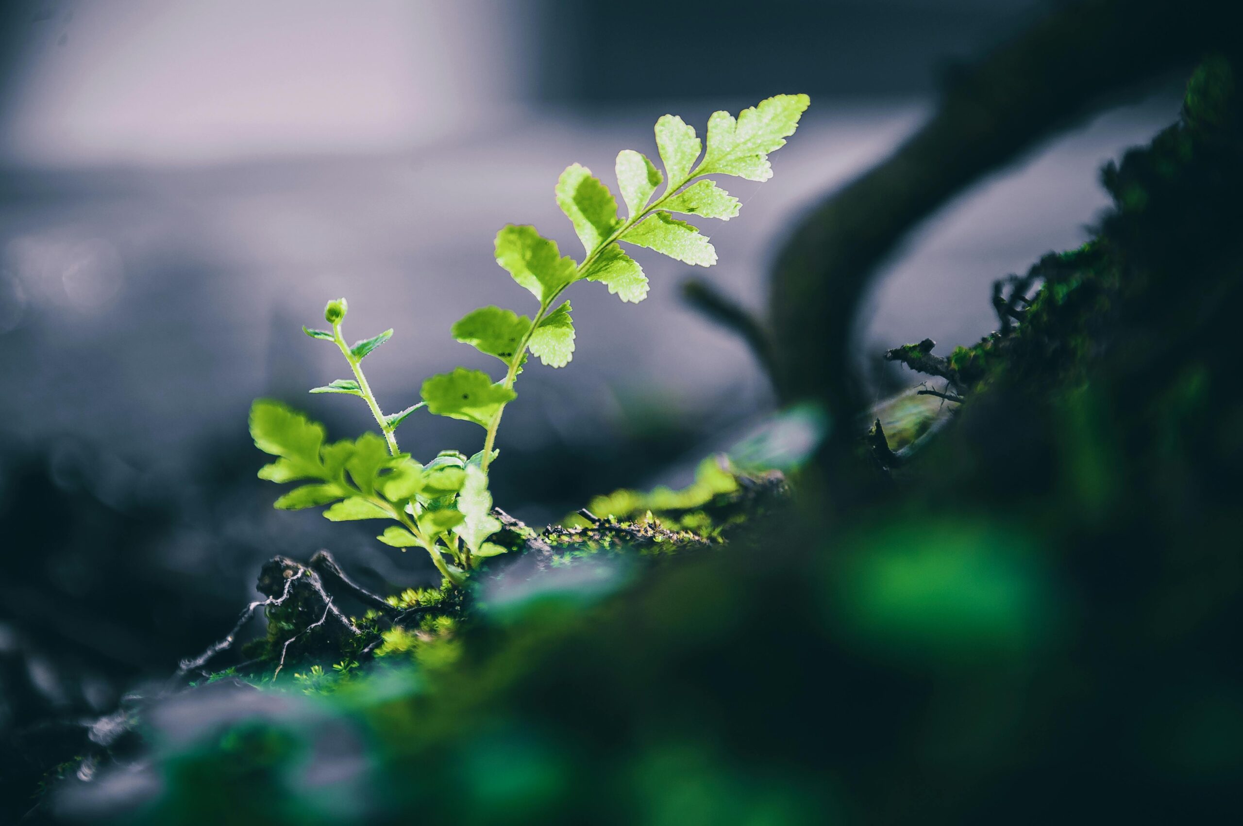 Macro photograph of a young green fern leaf emerging from soil, showcasing nature's growth.