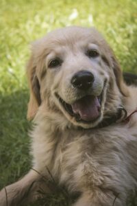 Adorable young golden retriever puppy smiling playfully in a grassy outdoor setting.