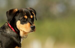 Close-up of a young Rottweiler mix puppy with a red collar, outdoors.
