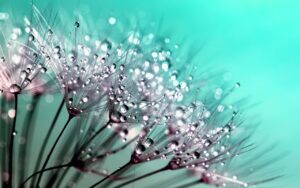 dandelion, beautiful wallpaper, laptop wallpaper, floral background, seeds, full hd wallpaper, windows wallpaper, dew, wallpaper 4k, mac wallpaper, dewdrops, 4k wallpaper 1920x1080, droplets, 4k wallpaper, weed, plant, free background, flora, cool backgrounds, beauty, beautiful, details, hd wallpaper, delicate, desktop backgrounds, fragility, nature, macro, free wallpaper, closeup, wallpaper hd, nature wallpaper, background