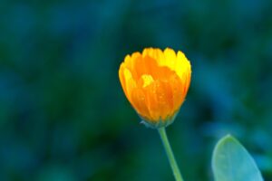 calendula, flower bud, nature, orange flower, ornamental plant, garden