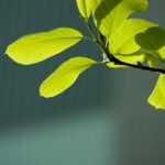 bud, leaf, green, spring, plant, nature, tree, state of the union, wipes, abstract, emotion, healing, backlight