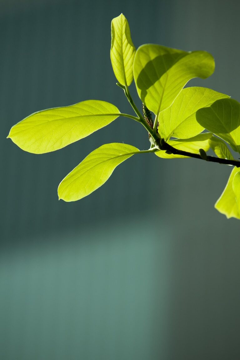 bud, leaf, green, spring, plant, nature, tree, state of the union, wipes, abstract, emotion, healing, backlight