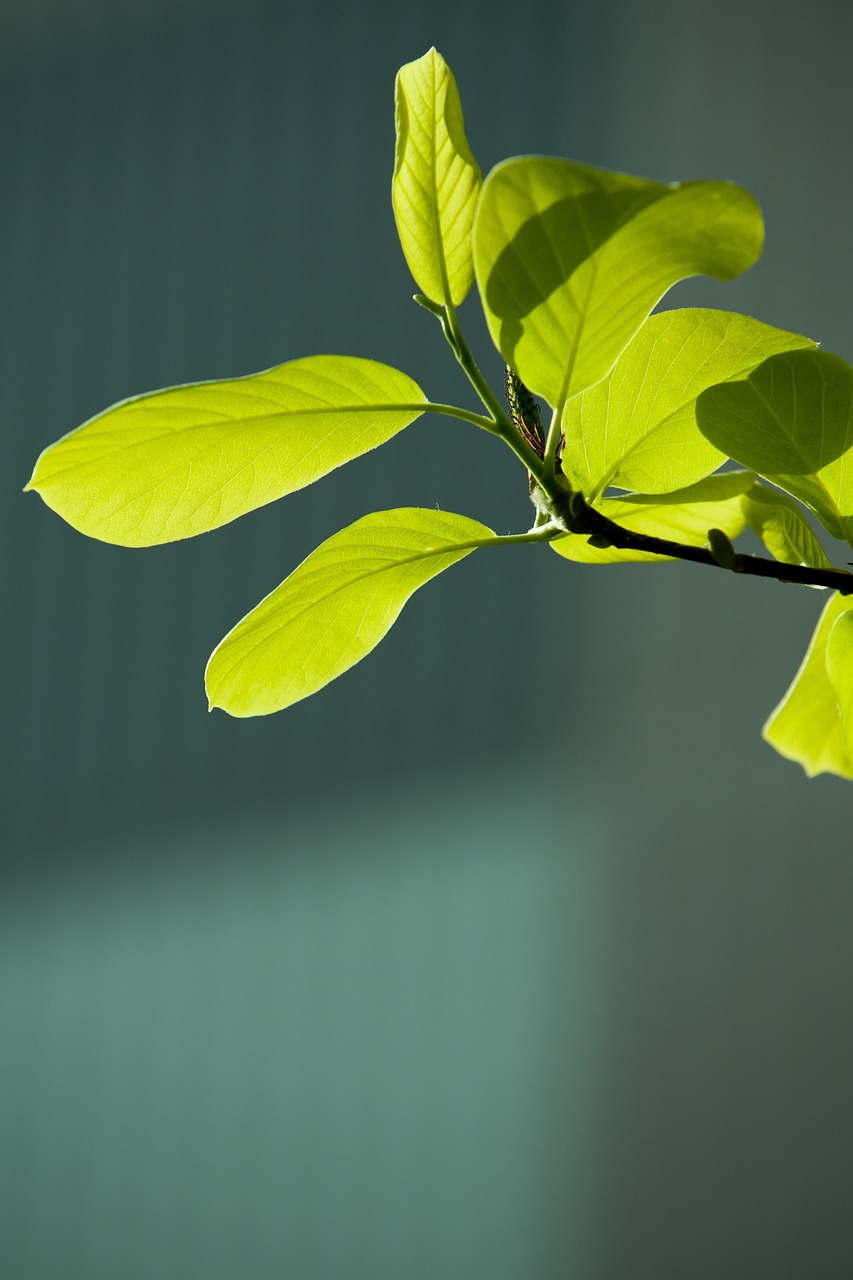 bud, leaf, green, spring, plant, nature, tree, state of the union, wipes, abstract, emotion, healing, backlight