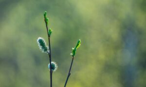 Macro shot of a budding willow branch against a blurred green background, symbolizing new growth.
