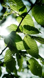 Close-up of vibrant green leaves with sunlight filtering through, Düsseldorf, Germany.