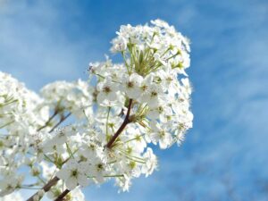 Beautiful close-up of white flowers blossoming under a bright blue sky, capturing the essence of spring.