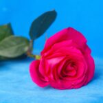 Stunning close-up of a vibrant pink rose against a vivid blue background, perfect for floral themes.