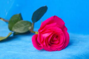 Stunning close-up of a vibrant pink rose against a vivid blue background, perfect for floral themes.
