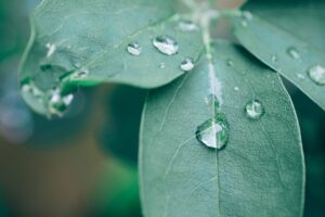 chocolate vine, leaves, raindrops, plant, green leaves, foliage, waterdrops, close up, climber plant, ornamental plant, nature, akebia quinata, leaves, leaves, leaves, green leaves, green leaves, green leaves, green leaves, green leaves, nature, nature