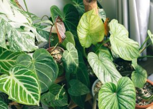 Close-up of lush green potted anthurium and philodendron plants indoors, showcasing diverse leaf shapes and textures.